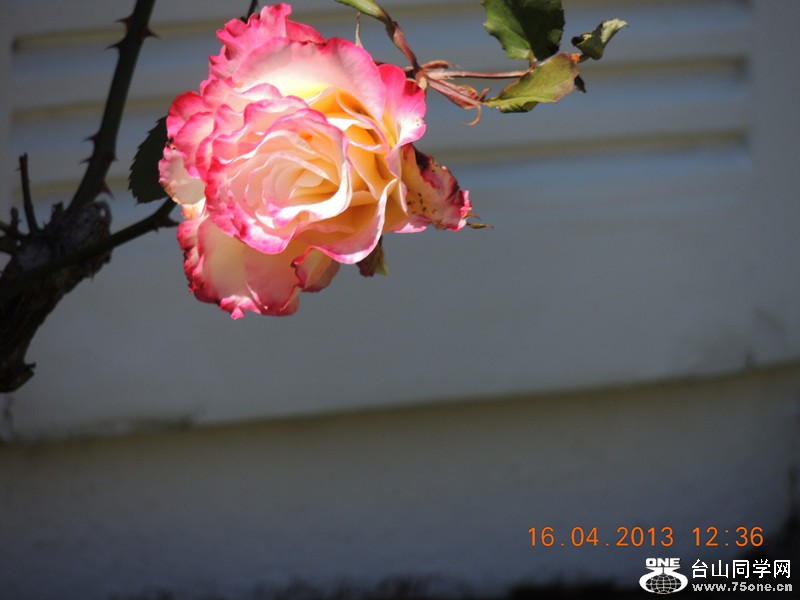 flower 2776_.jpg