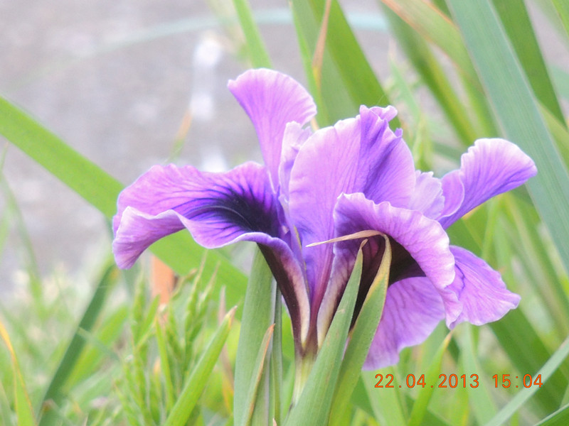 flower 2953_.jpg