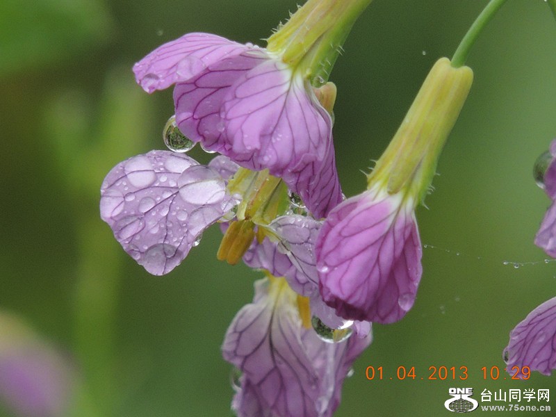 flower 2368_.jpg