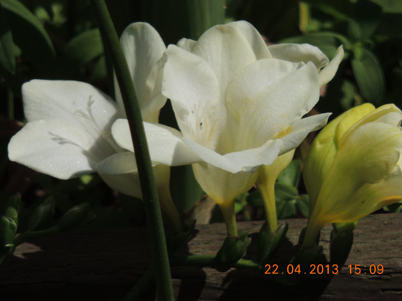 flower 2966_.jpg