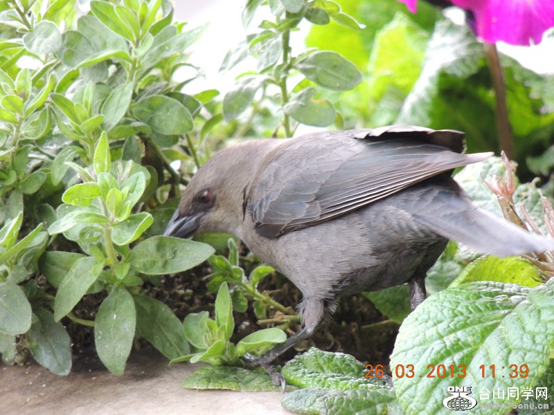 bird 1869_.jpg