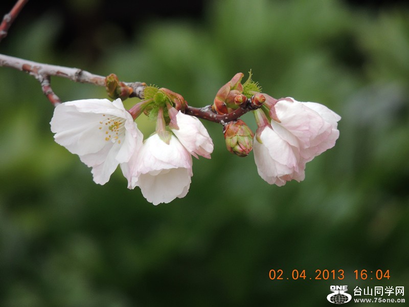 flower 2476_.jpg