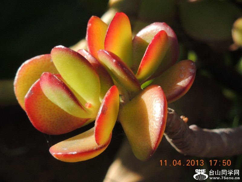 flower 2619_.jpg