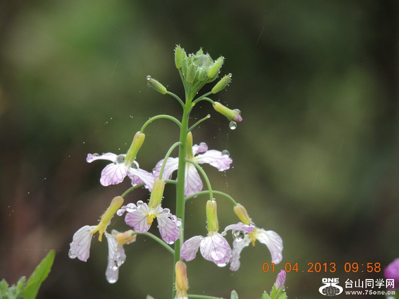 flower 2345_.jpg