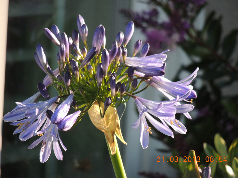 flower 1510_副本.jpg