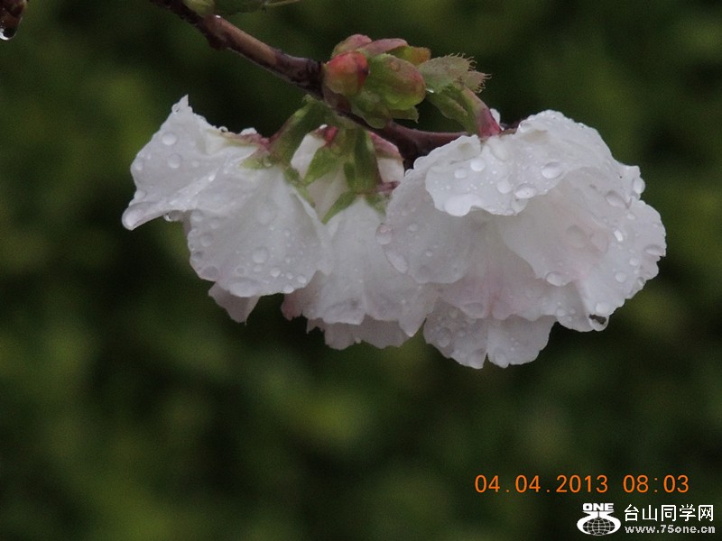 flower 2498_.jpg