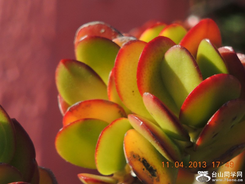 flower 2615_.jpg