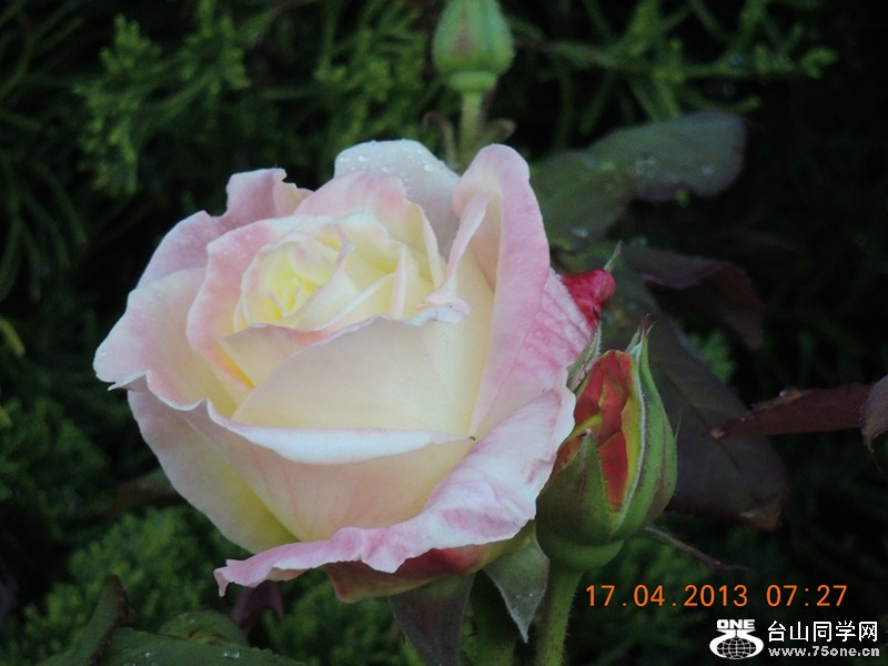 flower 2801_.jpg