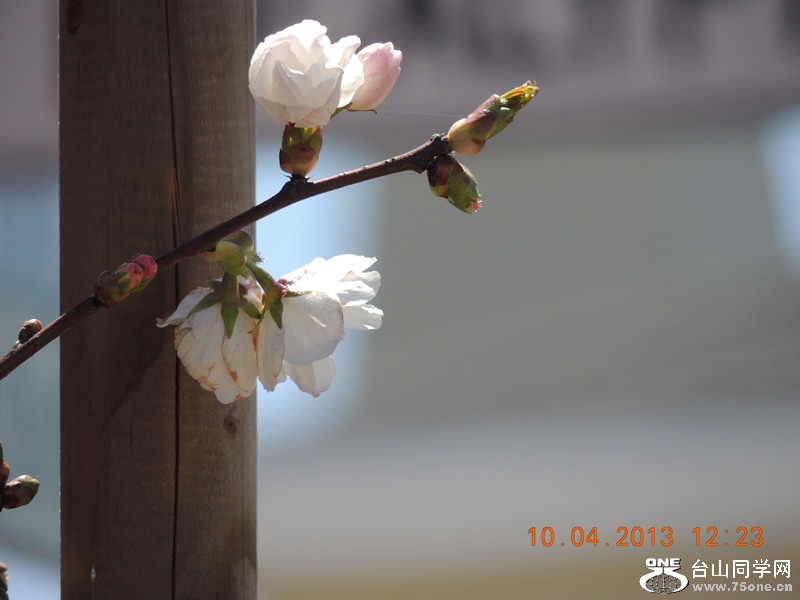 flower 2601_.jpg