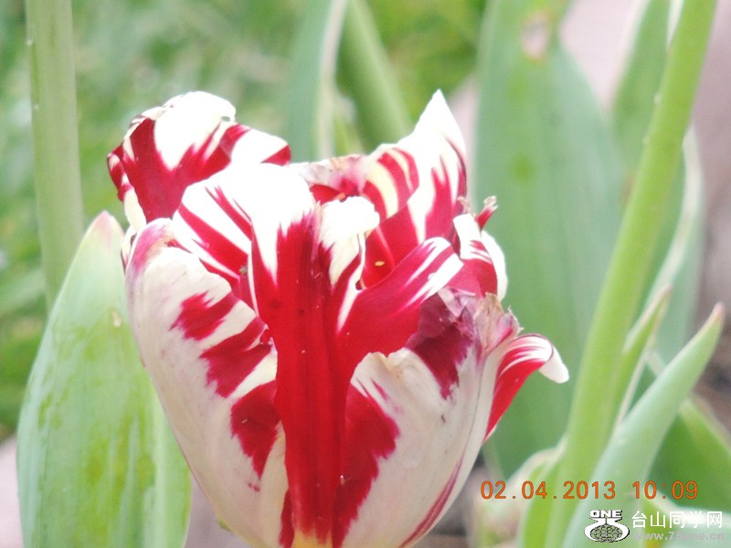 flower 2414_.jpg