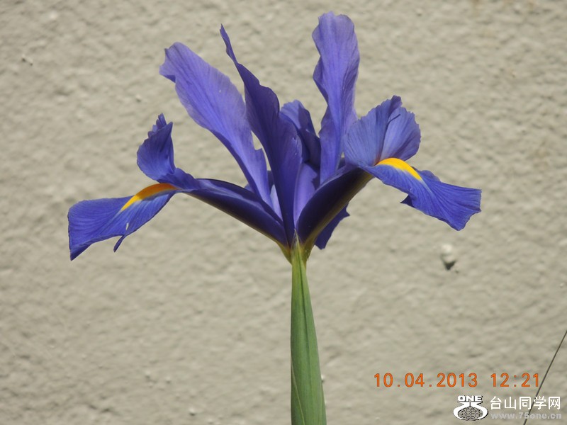 flower 2596_.jpg