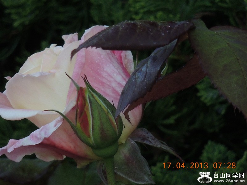 flower 2803_.jpg