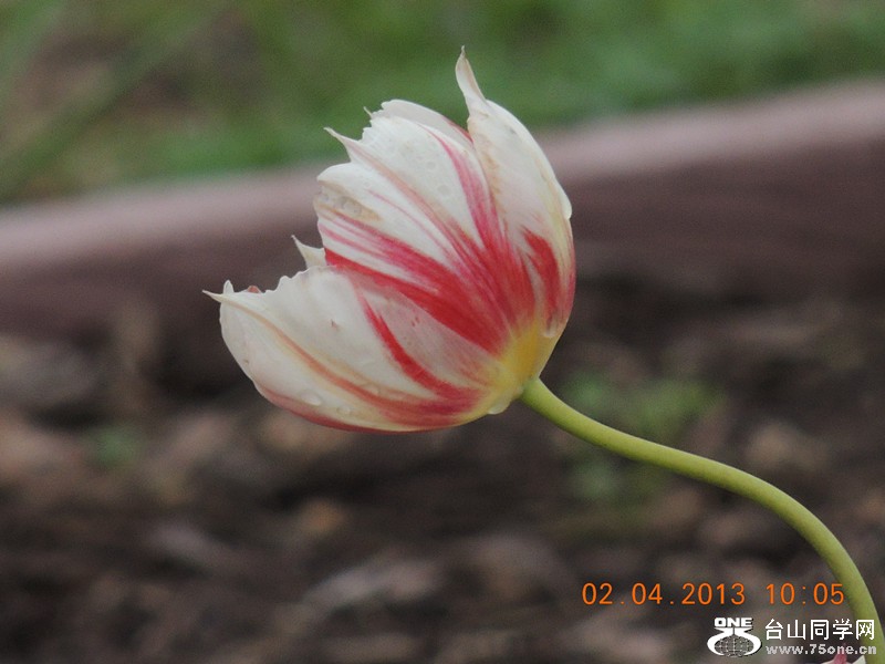 flower 2397_.jpg