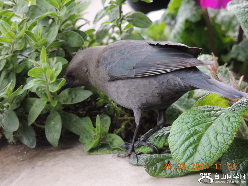 bird 1873_.jpg