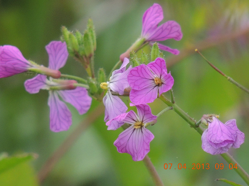 flower 2554_.jpg