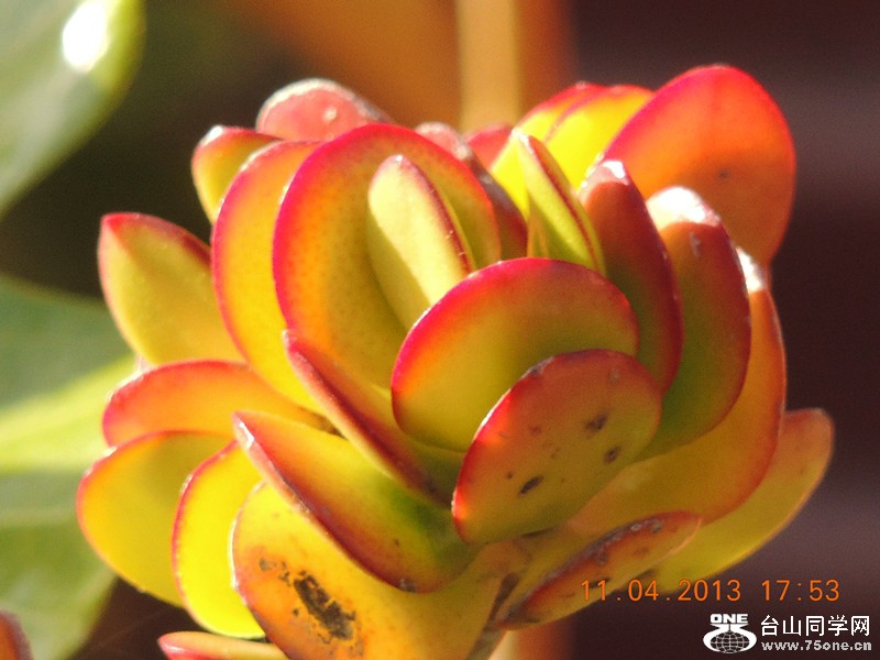 flower 2633_.jpg