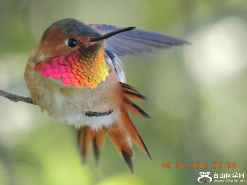 bird 2003_.jpg