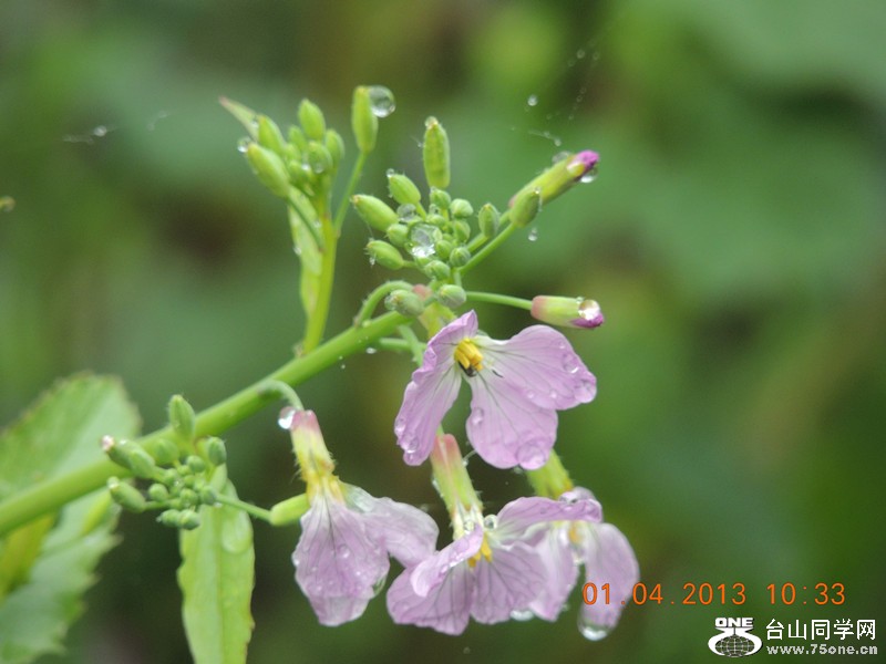 flower 2380_.jpg