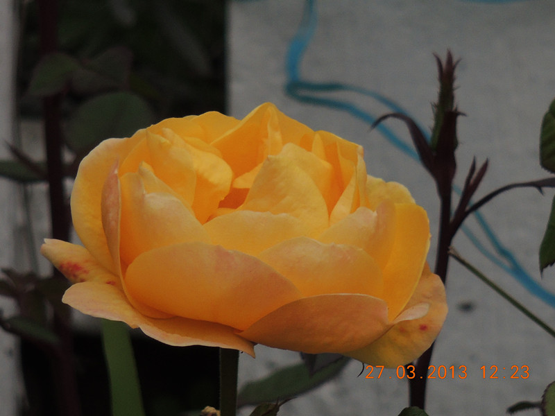 flower 1991_.jpg