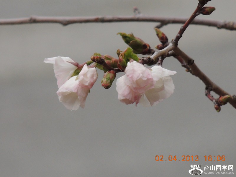 flower 2478_.jpg