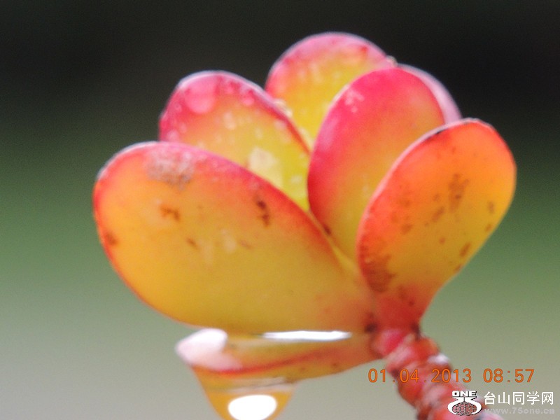 flower 2314_.jpg