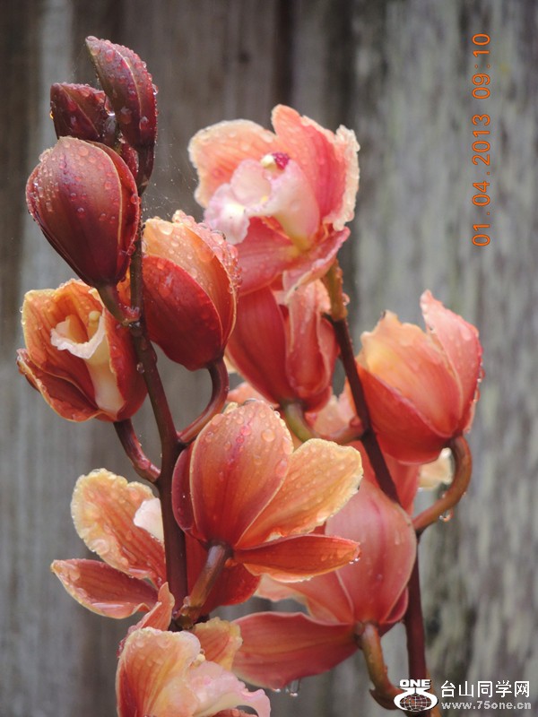flower 2332_.jpg