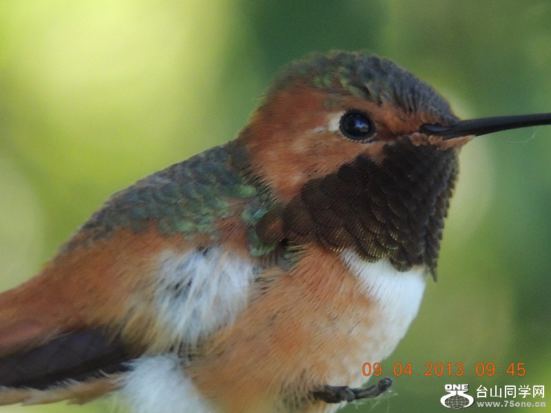 bird 1989_.jpg