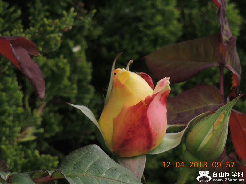 flower 2649_.jpg