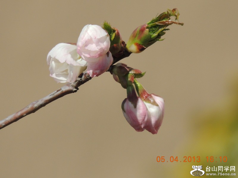 flower 2519_.jpg