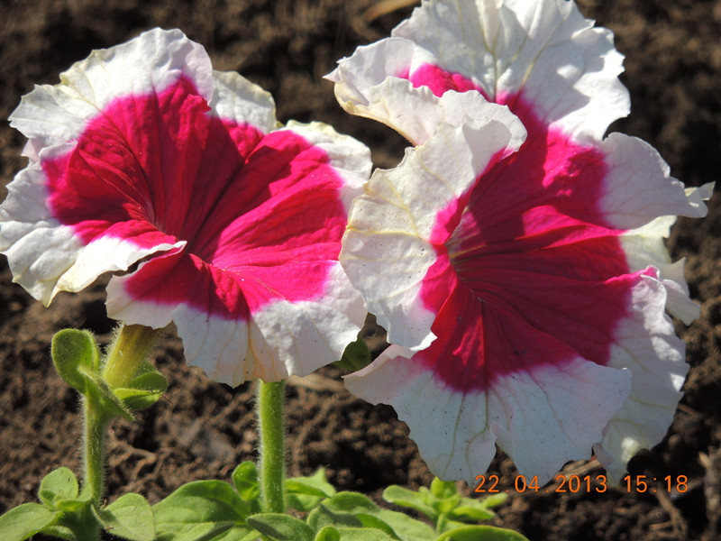 flower 3003_.jpg