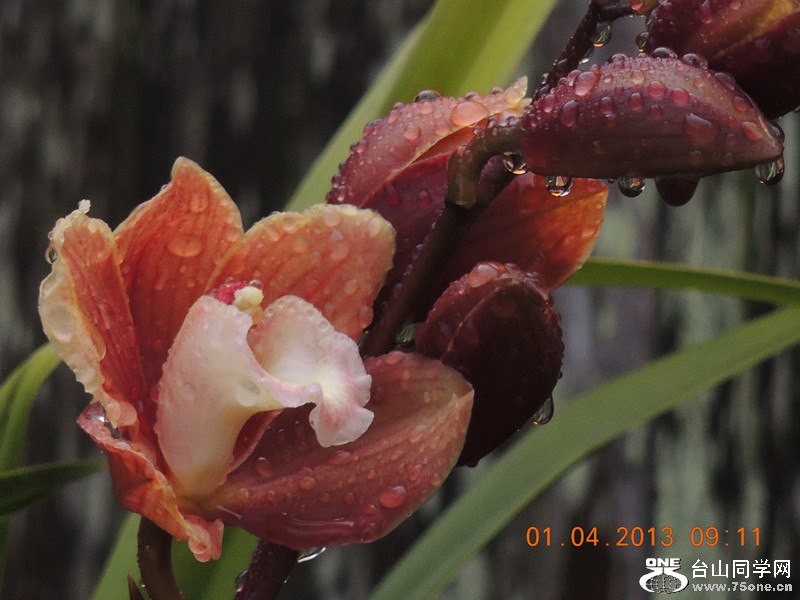 flower 2333_.jpg