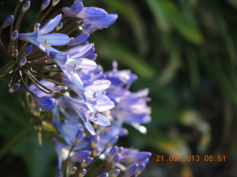 flower 1502_副本.jpg