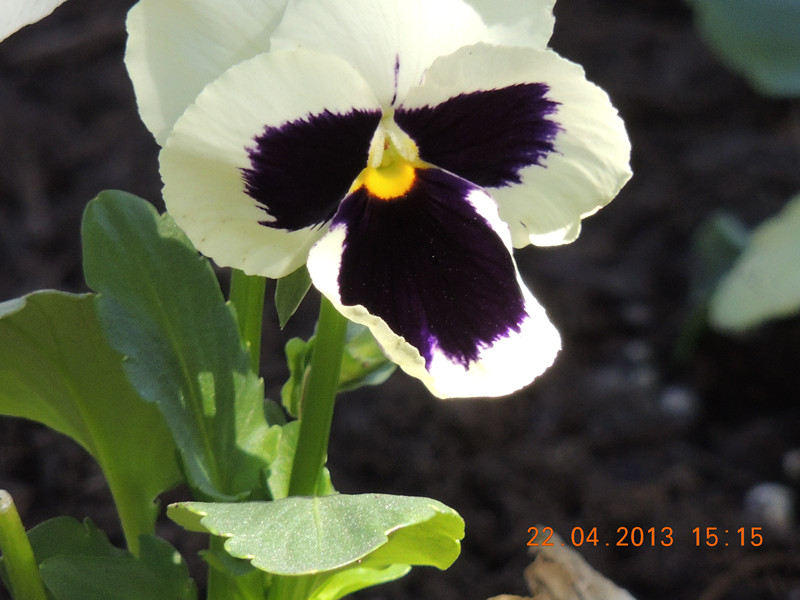 flower 2995_.jpg