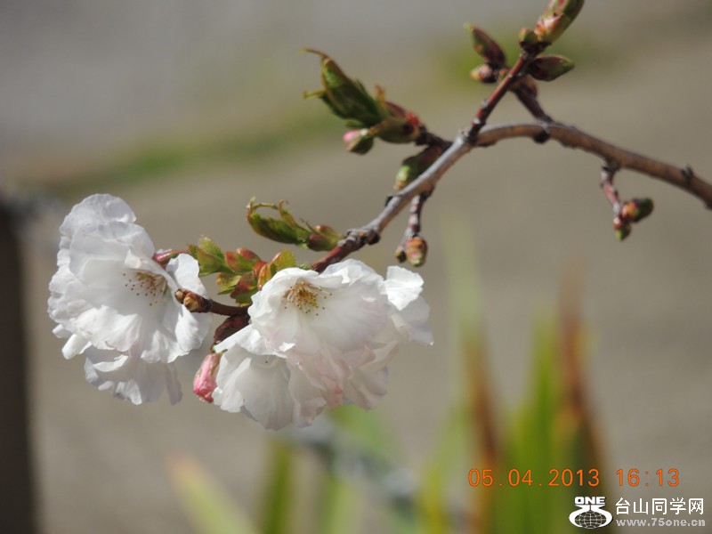 flower 2527_.jpg