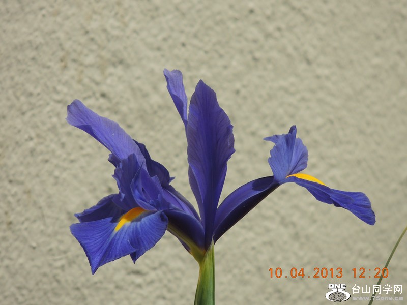 flower 2594_.jpg