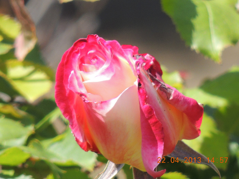 flower 2925_.jpg