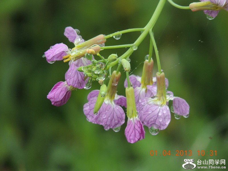 flower 2373_.jpg