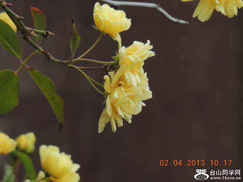 flower 2439_.jpg