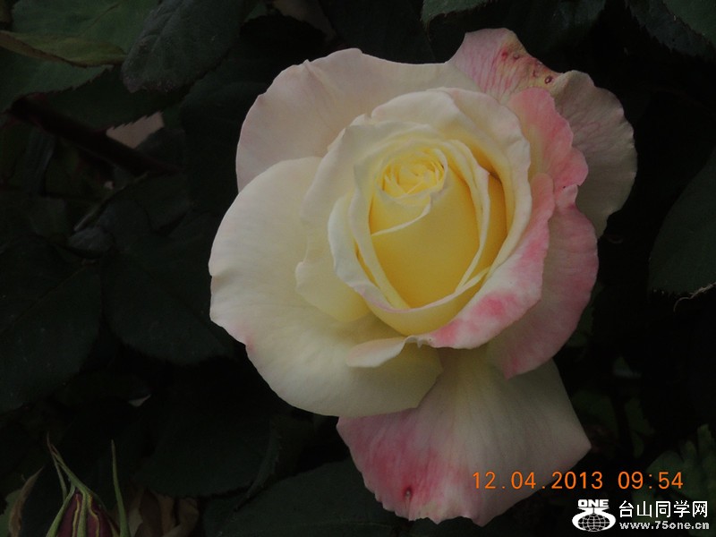 flower 2644_.jpg