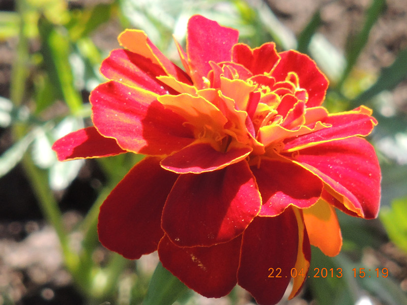 flower 3008_.jpg