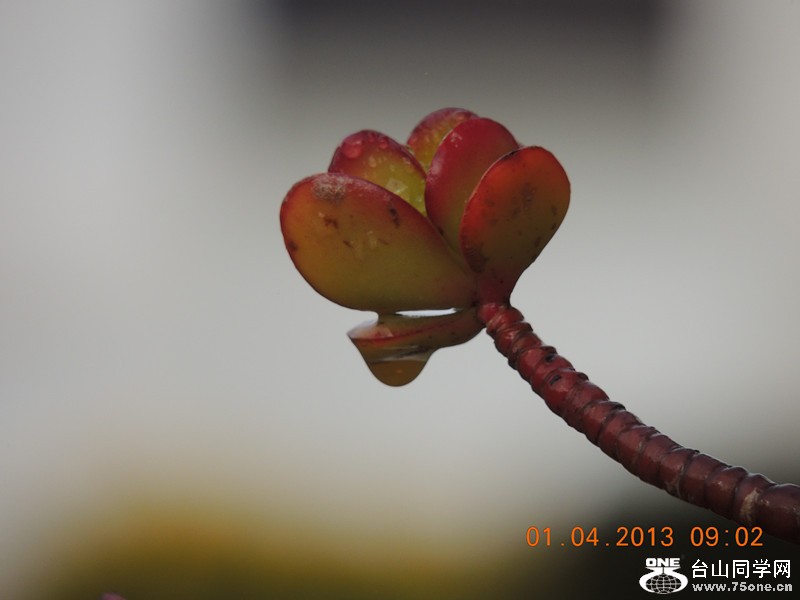 flower 2322_.jpg