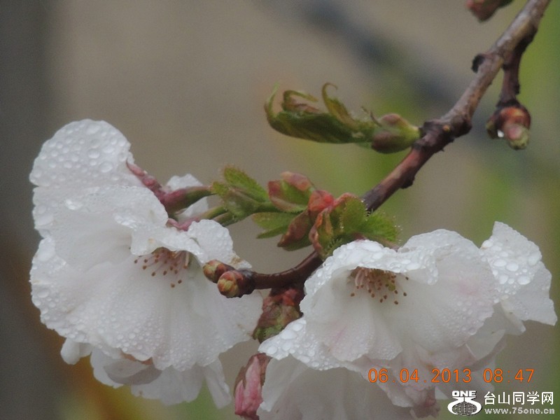 flower 2547_.jpg