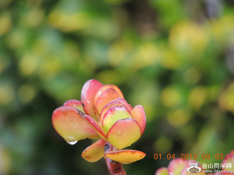 flower 2323_.jpg