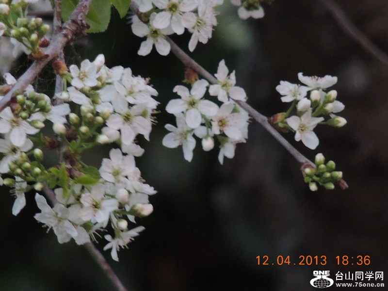 flower 2734_.jpg