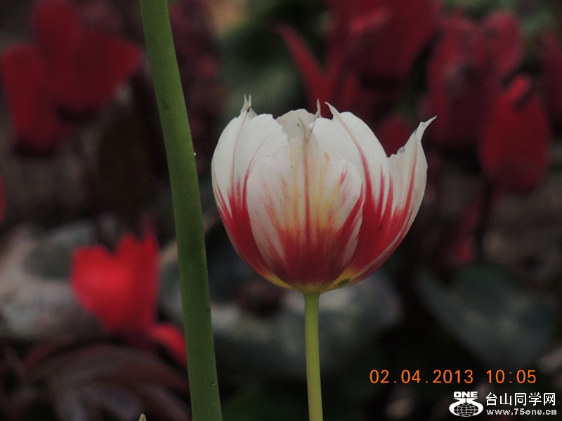 flower 2394_.jpg