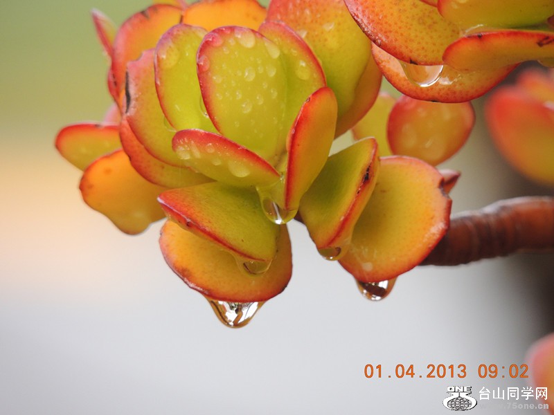 flower 2319_.jpg