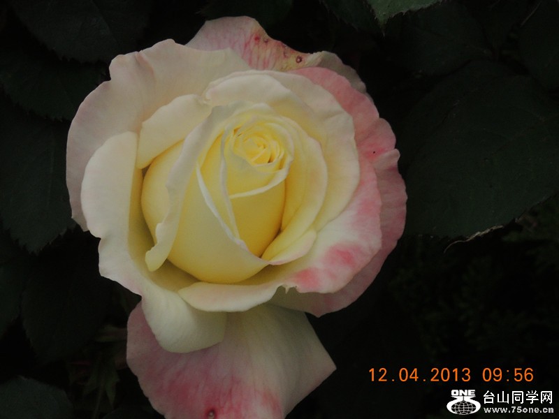 flower 2646_.jpg