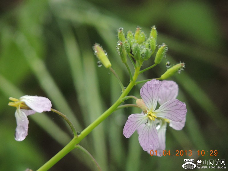 flower 2365_.jpg