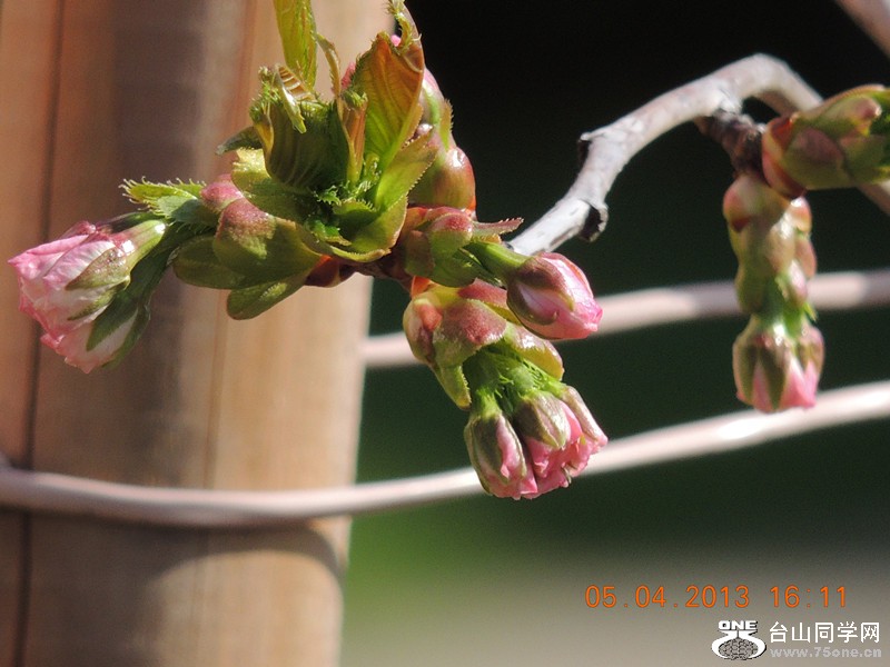 flower 2523_.jpg