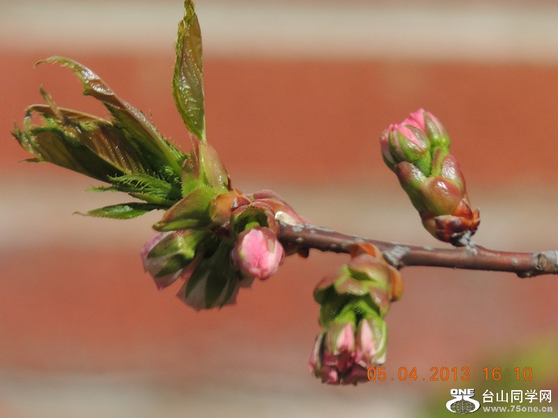 flower 2520_.jpg